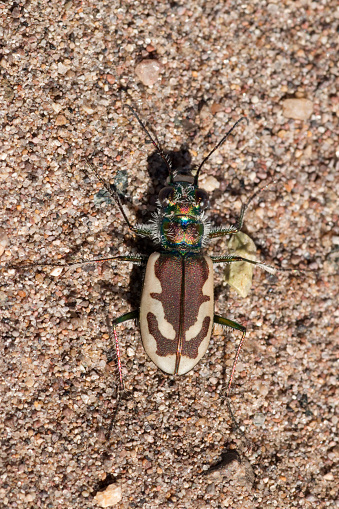 Hunting among the tiny sand grains of volcanic rocks and quartz from the San Juan Mountains, an endemic Great Sand Dunes tiger beetle pauses in the Great Sand Dunes National Park, Colorado.