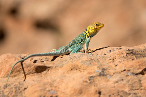 lézard à collerette aire nationale de conservation dominguez canyon wilderness colorado - lizard collared lizard reptile animal photos et images de collection