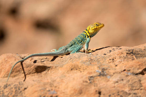 istock Collared lizard Dominguez Canyon Wilderness Colorado national conservation area 692059770