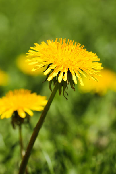 istock Dandelion in the wild 692061348