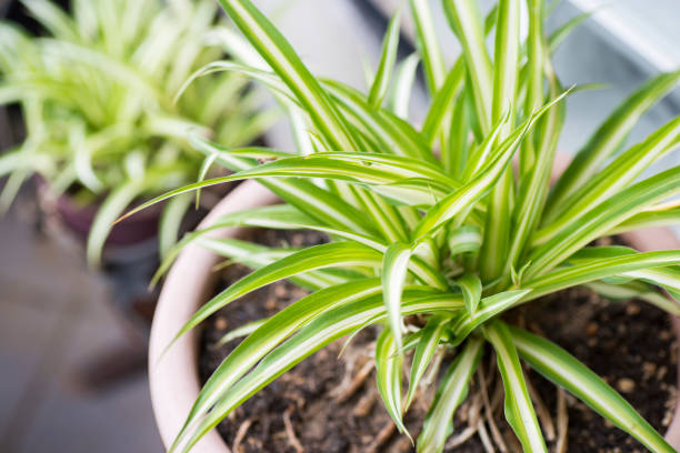 istock Green Leaves Of Spider Plant (Chlorophytum comosum) 692068158