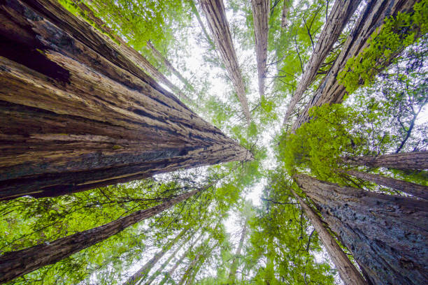 istock Beautiful nature - the Redwood Forest - red cedar trees 692068480
