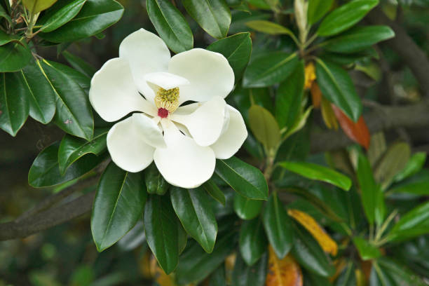 istock Flwer of the Magnolia grandiflora 692070830