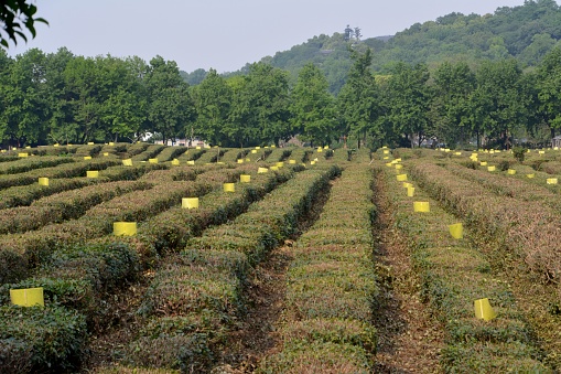 Longjing Tea fields, Hangzhou, Zhejiang province, China