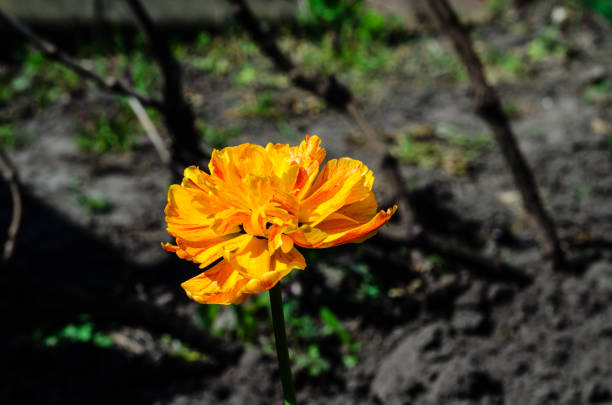 Yellow tulip on flowerbed in a garden