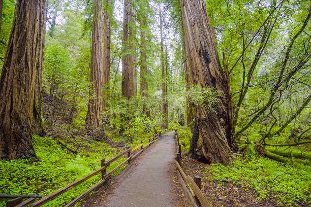 istock Walkway through Redwood Forest - a great adventure 692071028