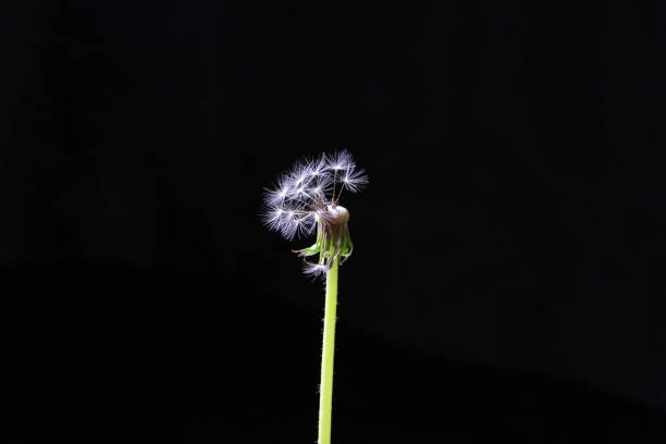 Dandelion over black background stock photo