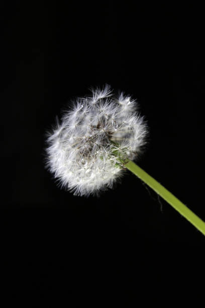 Dandelion over black background stock photo