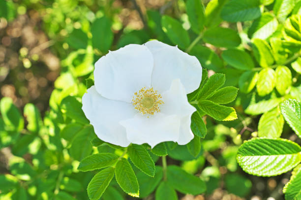 white rose isolated on white background