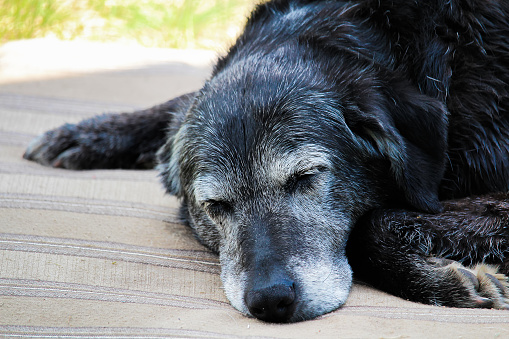 Old dog asleep on a mat.