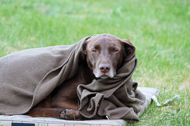 A very tired and cold dog wrapped in a blanket