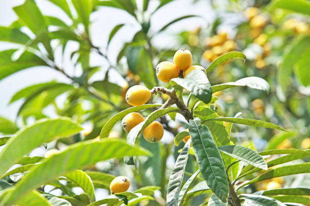 istock Fruit of the loquat 692073878