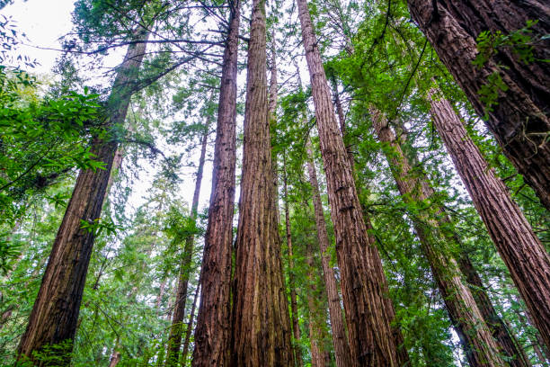 istock Impressive Redwood trees in the Californian forest 692073888
