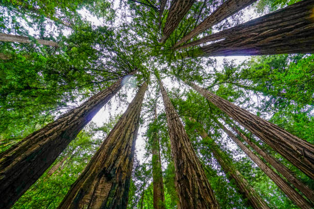 istock The tallest trees - Redwood forest in California 692074376