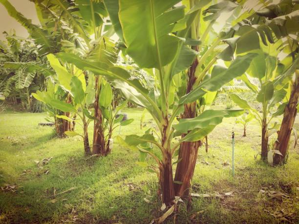 plantation de bananes. la photo sur ton vintage. - banana plantation green tree photos et images de collection