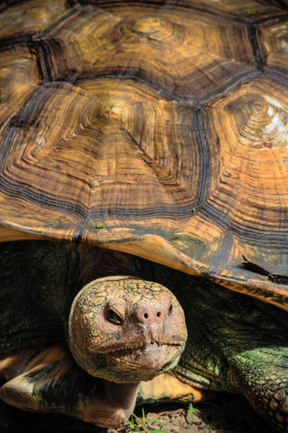 istock Close up of Giant Tortoise 692077632