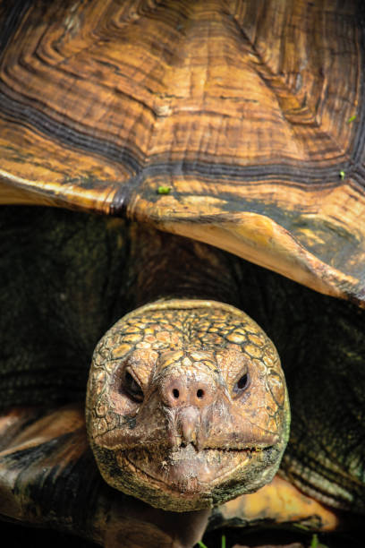 istock Close up of Giant Tortoise 692077638