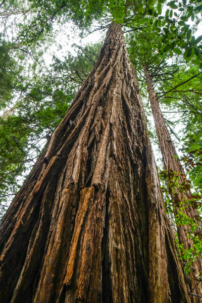 istock Beautiful nature - the Redwood Forest - red cedar trees 692077810