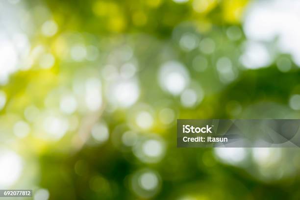 Sunlight Through Leaves On Tree Stock Photo - Download Image Now - Abstract, Backgrounds, Beauty