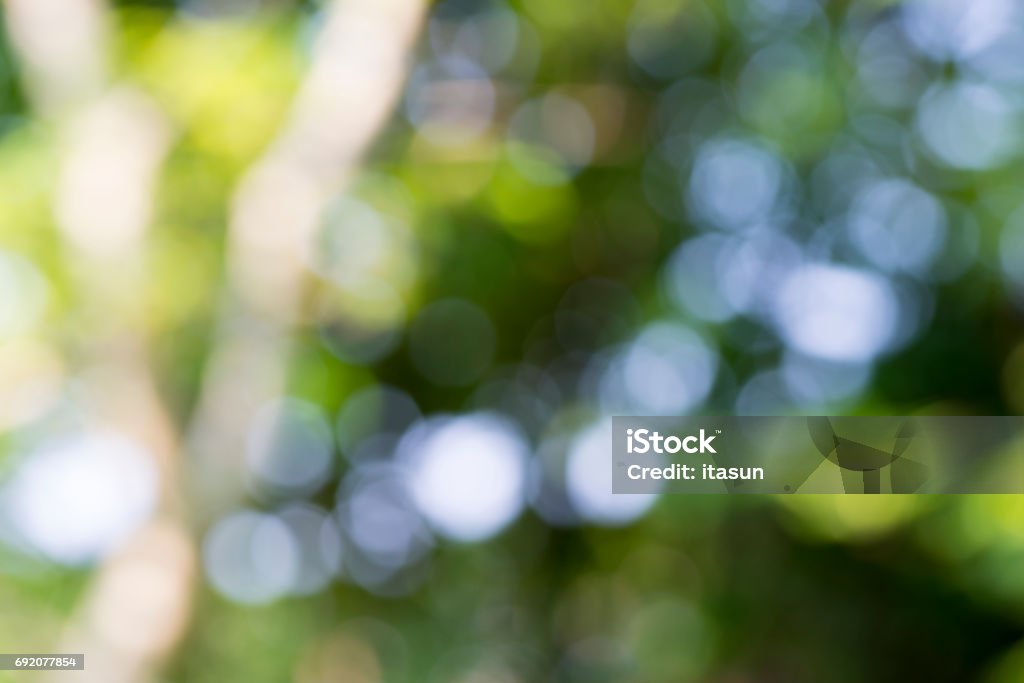 Sunlight through leaves on tree Abstract Stock Photo