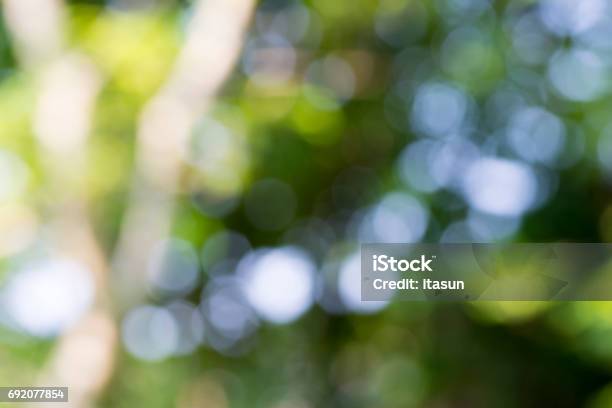 Sunlight Through Leaves On Tree Stock Photo - Download Image Now - Abstract, Backgrounds, Beauty