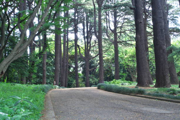 istock Promenade of the park 692080330