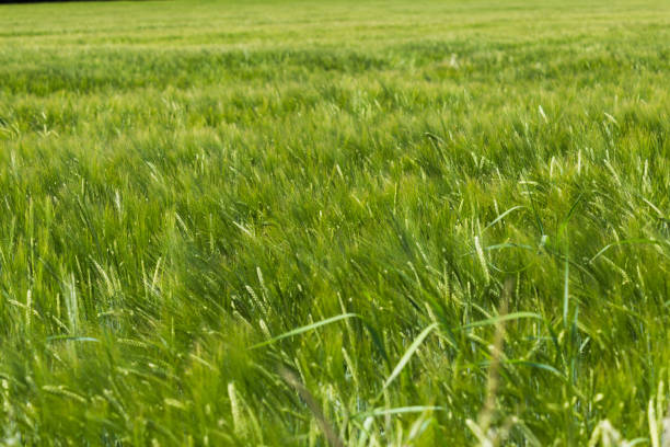 istock cereals grain and crop fields in summer in south germany 692081318
