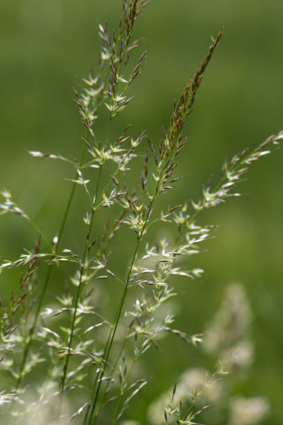 istock cereals grain and crop fields in summer in south germany 692084154