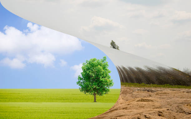 istock Ecology concept Human hands holding a big plant on World Environment Day Drought and refreshing 692087208