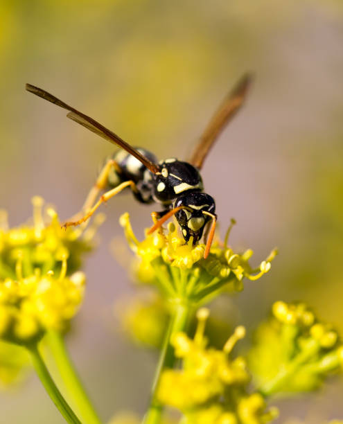 istock Wasp on yellow flower in nature 692088130