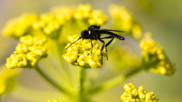 istock Black insect on a yellow flower in nature 692088154