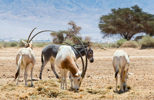 antelope scimitar horn oryx (oryx leucoryx). - oryx gazella leucoryx imagens e fotografias de stock