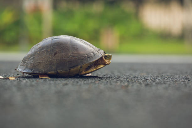 istock Turtle is shy inside shell on the floor, take head for looking someone. Animal abstract background. 692093700