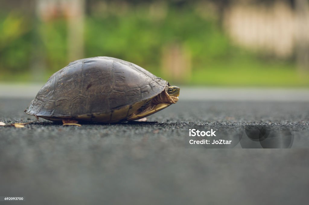 Turtle is shy inside shell on the floor, take head for looking someone. Animal abstract background. Animal Shell Stock Photo