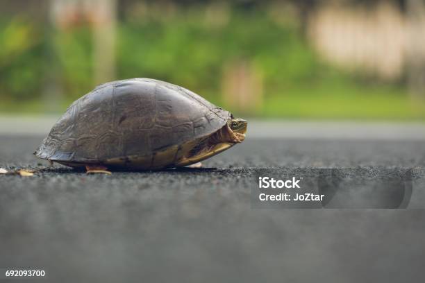 Turtle Is Shy Inside Shell On The Floor Take Head For Looking Someone Animal Abstract Background Stock Photo - Download Image Now