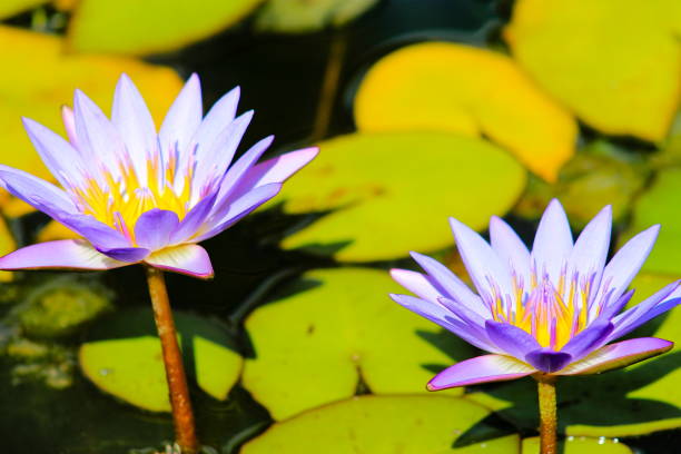 Blue Lotus Water Lillies (Nymphaea nouchali) Nymphaea nouchali, often known by its synonym Nymphaea stellata, or by common names blue lotus, nymphaea stellata stock pictures, royalty-free photos & images