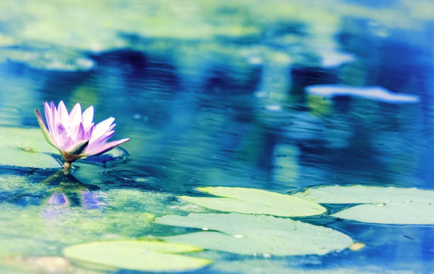 Blue Lotus Water Lily (Nymphaea nouchali) Nymphaea nouchali, often known by its synonym Nymphaea stellata, or by common names blue lotus, star lotus, red and blue water lily, or blue star water lily is a water lily of genus Nymphaea. nymphaea stellata stock pictures, royalty-free photos & images