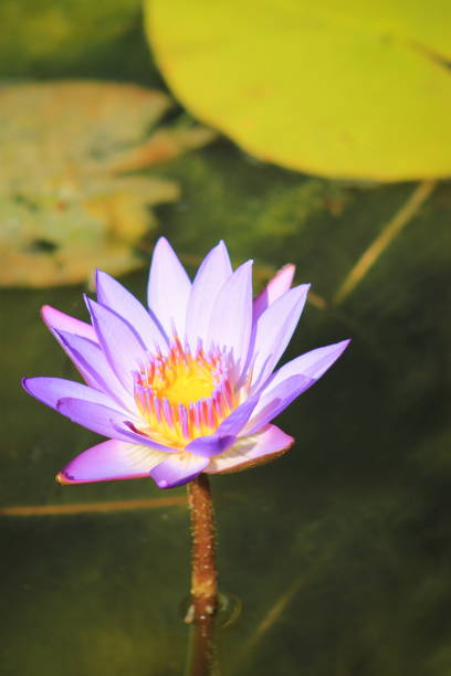 Nymphaea nouchali, often known by its synonym Nymphaea stellata, or by common names blue lotus, star lotus, red and blue water lily, or blue star water lily is a water lily of genus Nymphaea.