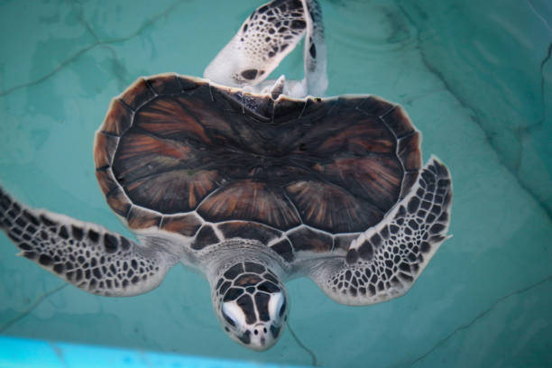 istock Sea Turtle Rehabilitation 692094010