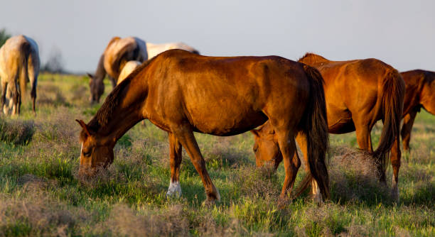 istock Horses are walking in the pasture at sunset 692094308