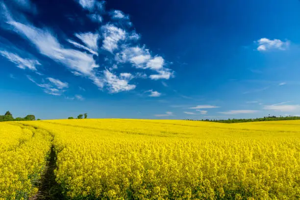 rapeseed field with blue sky and small clouds