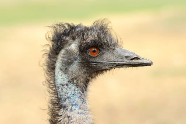 istock Close ostrich bird in nature 692099276