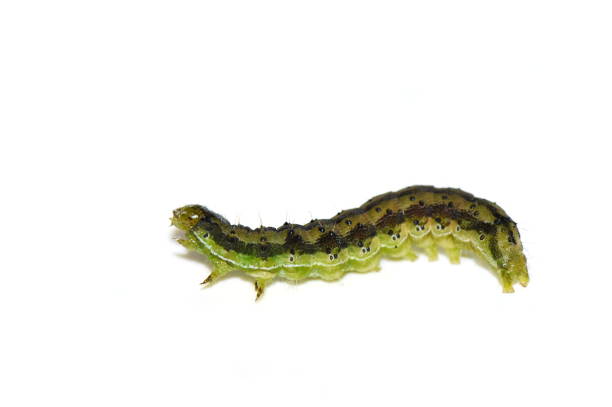 tomato worm larvae - bordered imagens e fotografias de stock