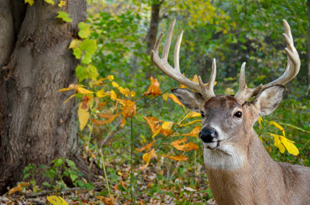 istock big buck in autumn woods 692099718