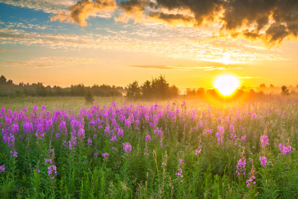 istock landscape with sunrise  and  blossoming meadow 692100088