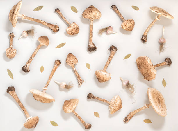 istock flat lay trendy seamless pattern with forest mushroom parasol, garlic and laurel like background, concept of healthy eating 692112248