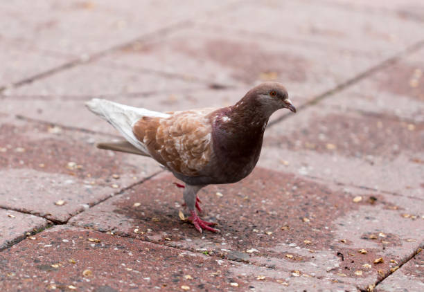 istock Dove on the sidewalk in the city 692112472
