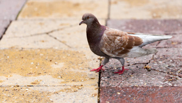 istock Dove on the sidewalk in the city 692112548