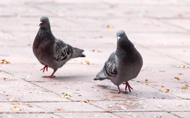 istock Love of two pigeons on the sidewalk 692112584