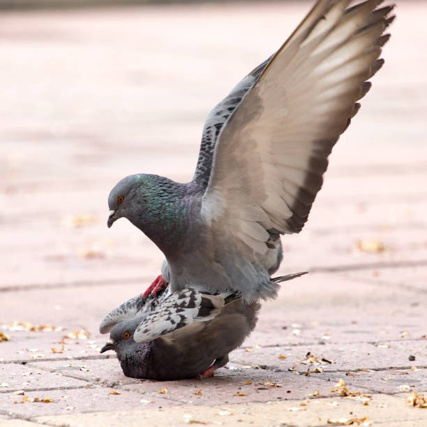 istock Love of two pigeons on the sidewalk 692112820